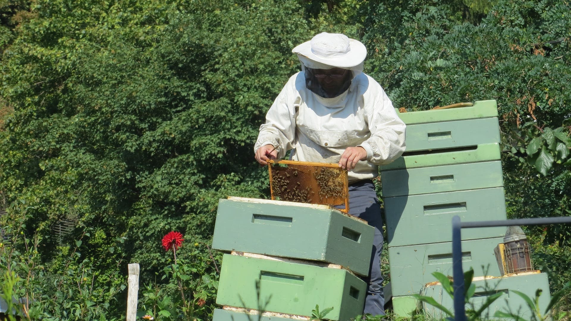 nature-honey-insect-invertebrate › Fred Villalba – Diseño Web y Tiendas Virtuales